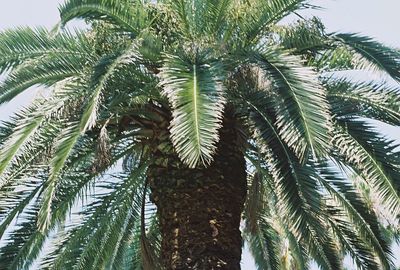 Low angle view of palm trees against sky