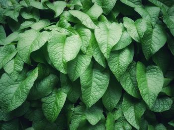 Full frame shot of green leaves