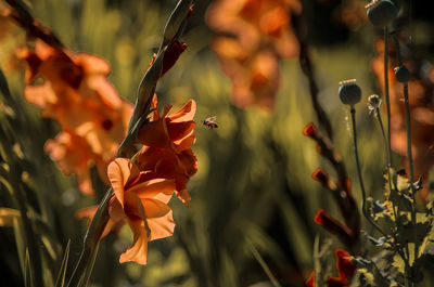 Bee buzzing by orange flowers blooming in park during sunny day