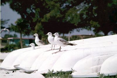 Seagull perching on railing