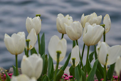 Close-up of white flowering plants