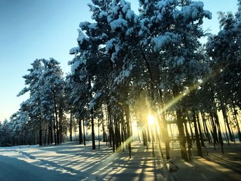 Trees on snow covered field against sky