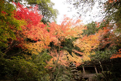 Low angle view of autumnal trees against sky