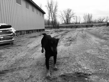 Dog standing on road amidst field