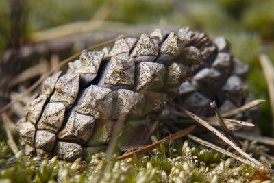 Close-up of plant on field