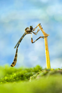 Close-up of insect against sky