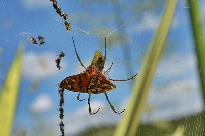 Close-up of insect