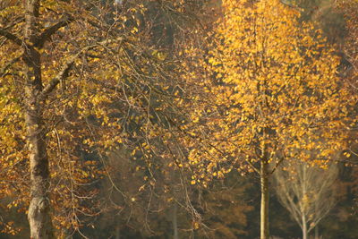 Close-up of trees in forest during autumn