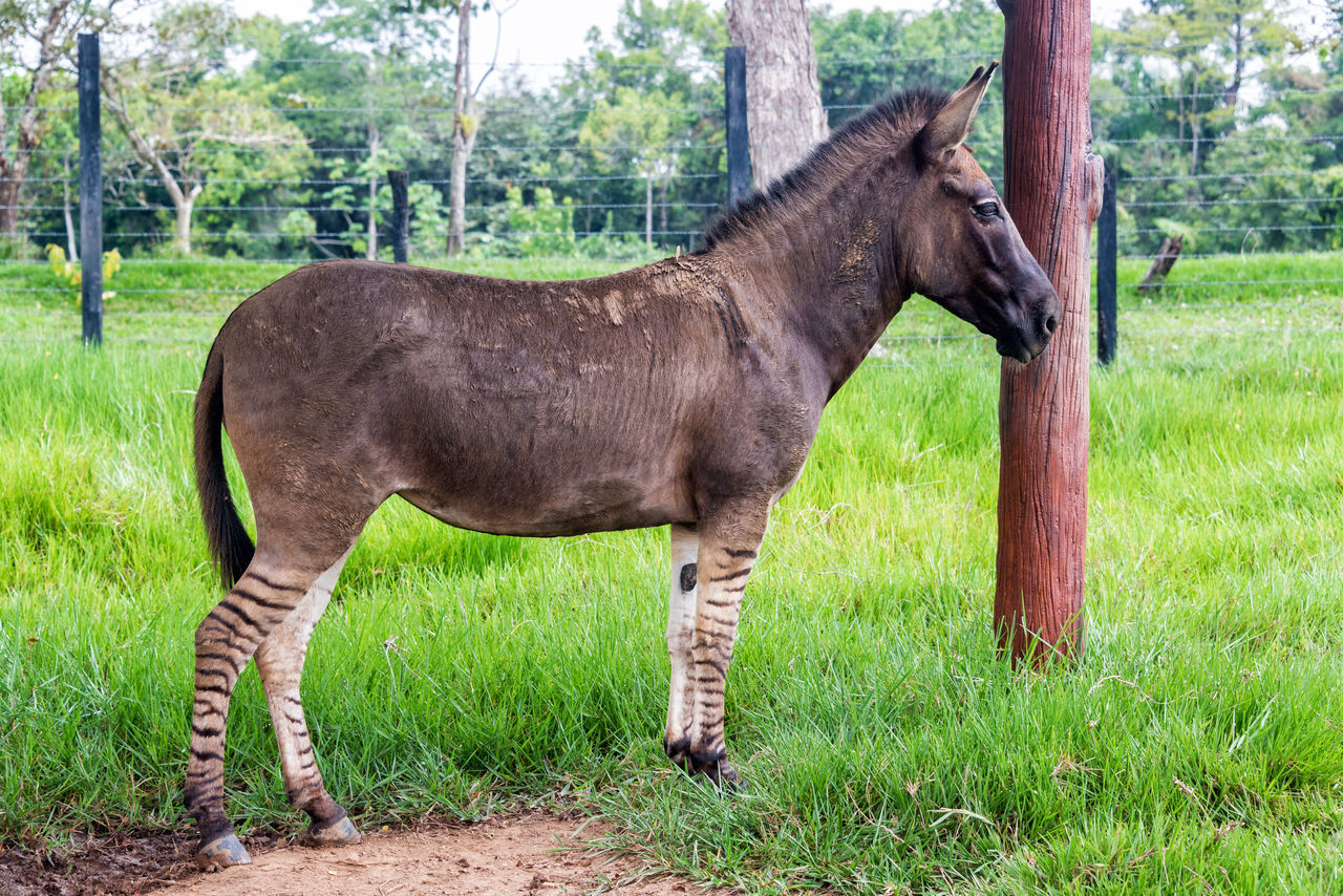 Zebroid