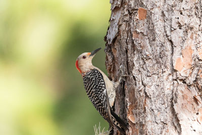 Close-up of bird perching on tree trunk