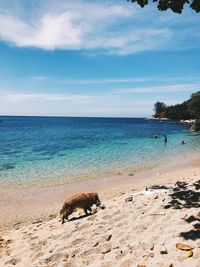 Scenic view of beach against sky