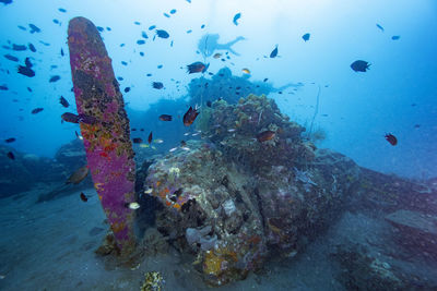 Fish swimming in sea