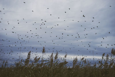 Flock of birds flying in sky