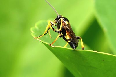 Biene auf grünen blatt