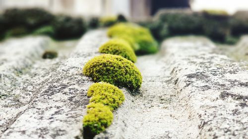 Close-up of moss growing on rock