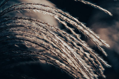 Close-up of feather on plant