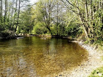 Scenic view of lake in forest