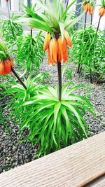 Orange flowers growing on plant