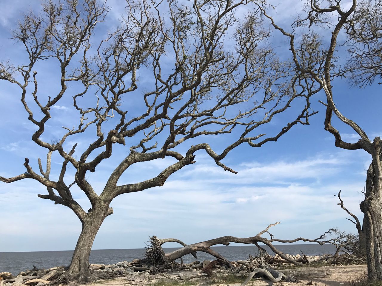 BARE TREE AT BEACH AGAINST SKY