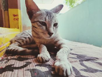 Portrait of cat lying on bed