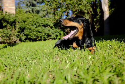 Close-up of a dog on field