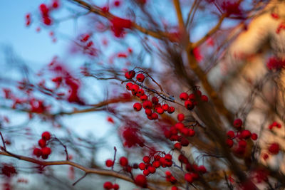 Close-up of red berries on tree