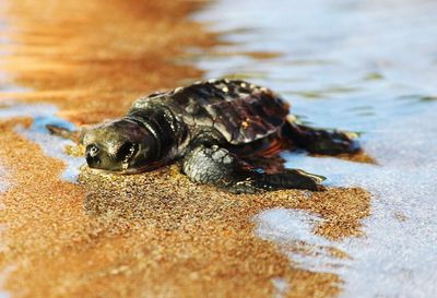 Turtle on wet sand