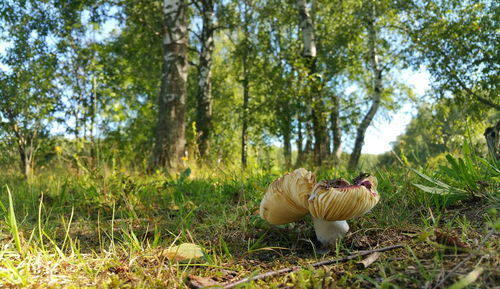 Wild mushroom growing on grassy field