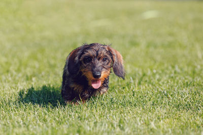 Dog looking away on grass