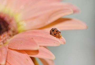 Close-up of ladybug on flower