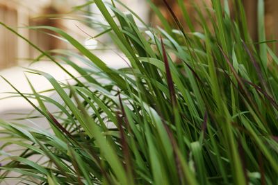 Close-up of grass growing in field