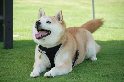 View of a dog on field