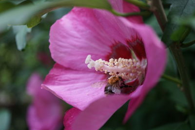 Close-up of bee on pink flower