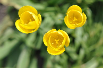 Close-up of yellow flowers blooming outdoors