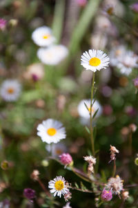 Close-up of flowers blooming outdoors