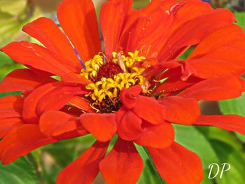 Close-up of red flower blooming outdoors