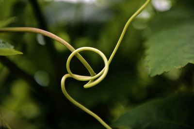 Close-up of green plant