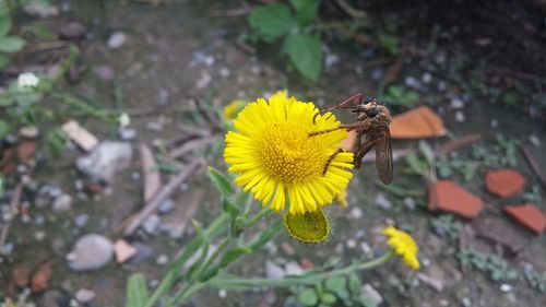 Close-up of insect on yellow flower