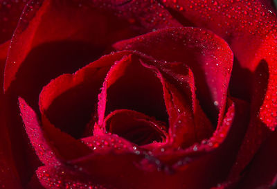 Close-up of wet red rose