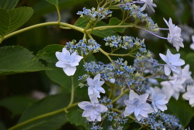 Close-up of purple flowering plant