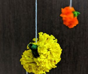 Close-up of yellow flower pot against black background