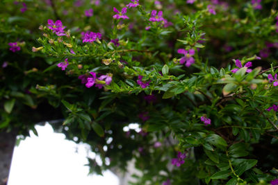 Close-up of pink flowering plants