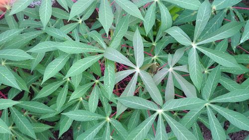 Full frame shot of plant growing on field