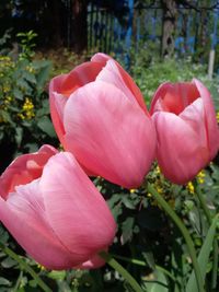 Close-up of pink flowers