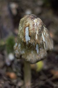 Close-up of mushroom growing on field