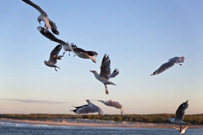 Flock of birds flying against clear sky