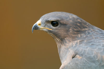 Close-up of bird against brown background