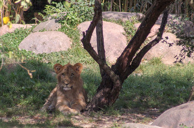 Portrait of a young lion sitting under tree