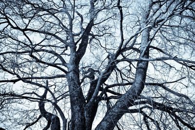 Low angle view of bare trees against sky