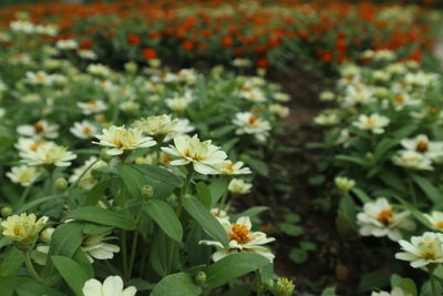 Close-up of yellow flowers blooming outdoors